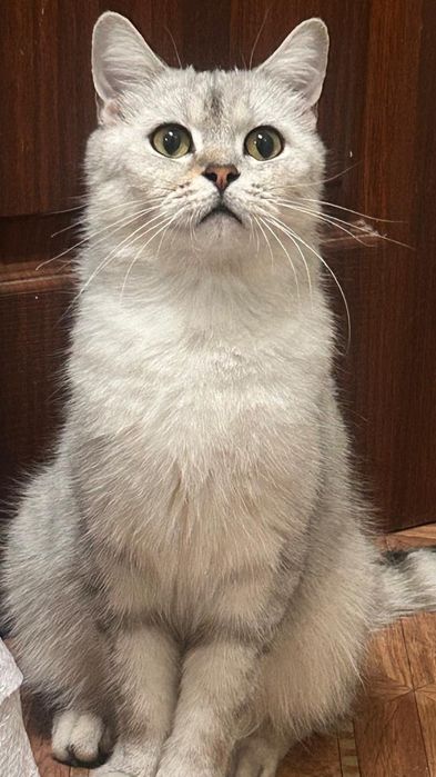 Чистокровныи Британец  12000