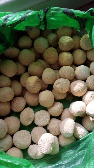 100% қолдың құртты гаратиясы мен