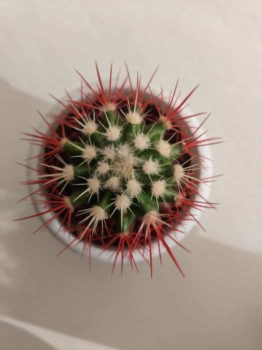 Продам кактус Грузони.