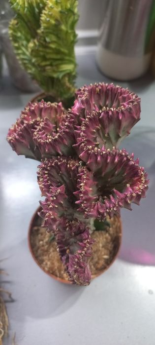 Молочаи эуфорбия