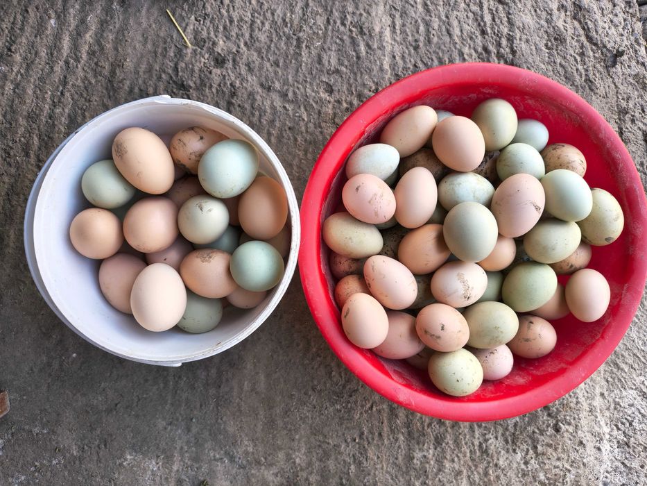 Vând ouă de casă bio pentru consum și incubat