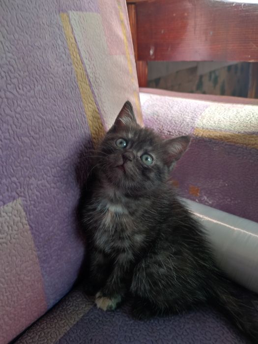 Котята отдам бесплатно