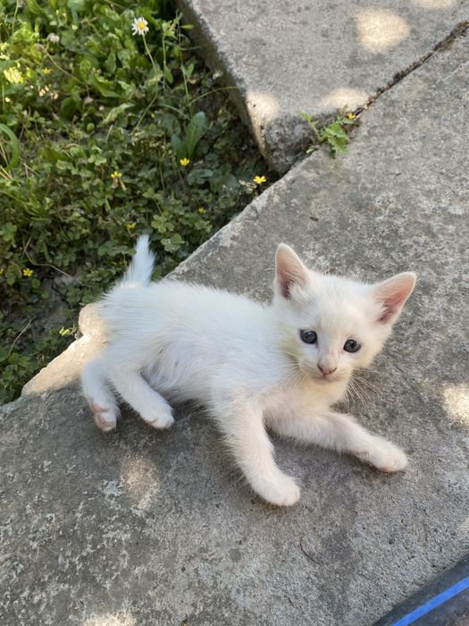 Бесплатно котята