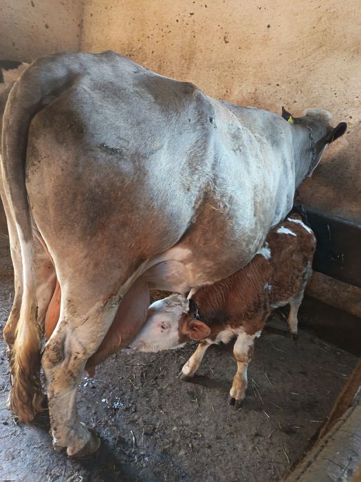 Vaca Bălțata Romaneasca