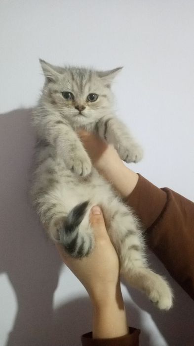 Shinshila tigrovni kozi kok zotli Mushuklar 2 ta qizbola 1 ta ogil bol