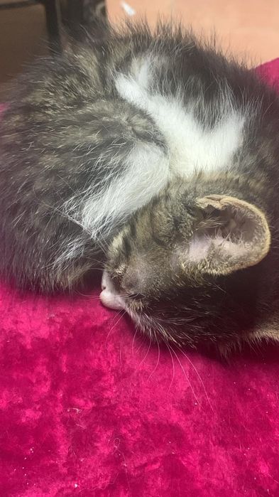 Отдам котят срочно