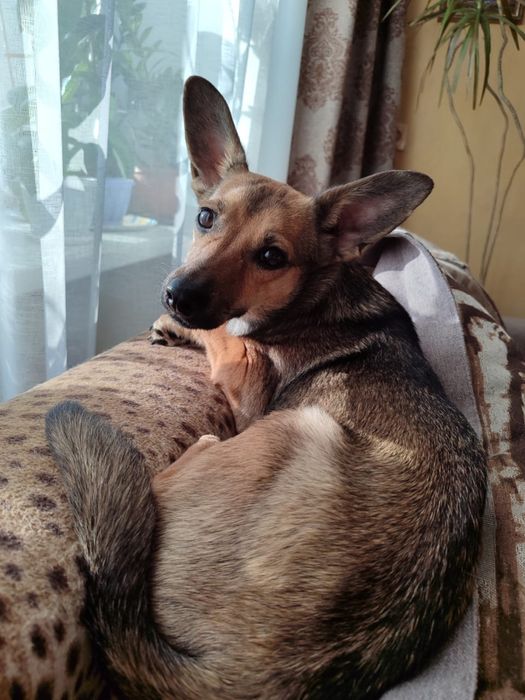 Найдена собака, ищем новых хозяев