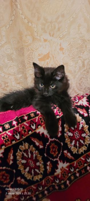 скоттиш хайланд фолд