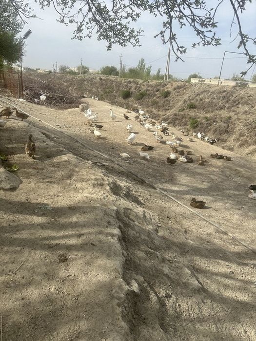 Urdak va g'oz tuxumlari sotiladi inkubator uchun xam bor