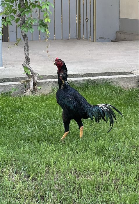 Dakan xoroz toza zotdor