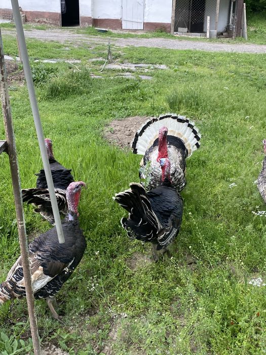 Индук сатылады….