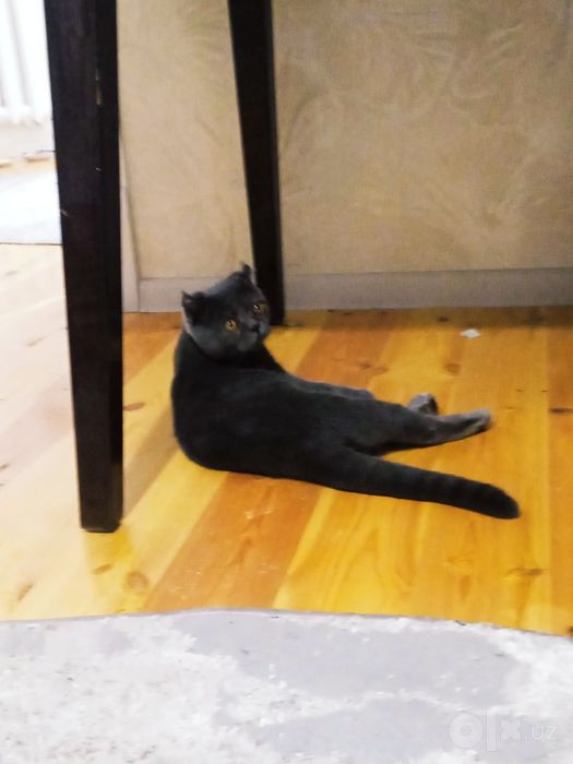 Котенок с гарантией