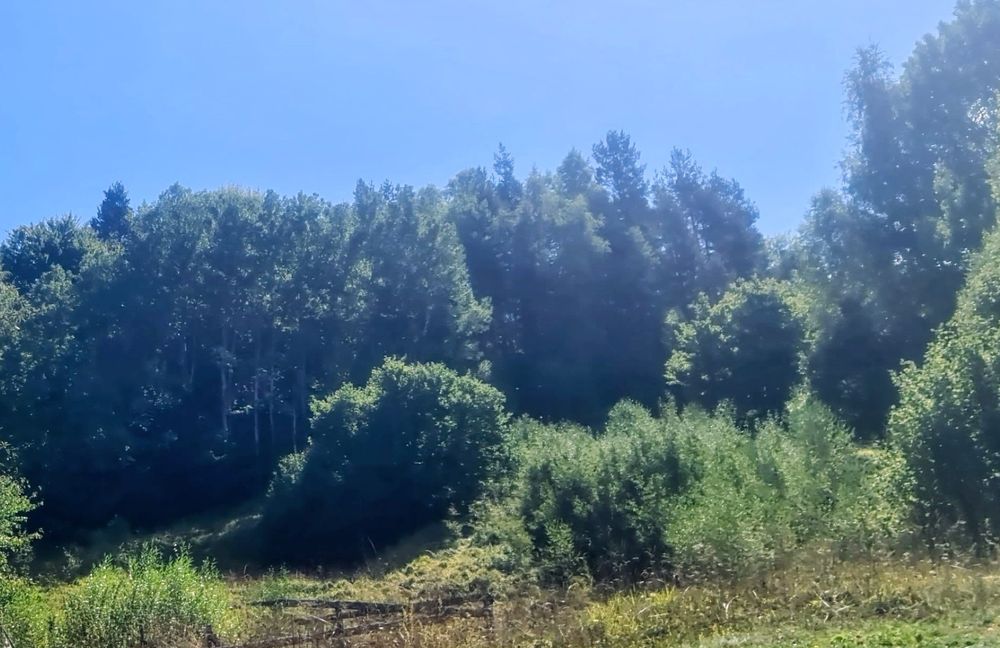 Продавам гора 9700 кв.м. в гр.Смолян,кв.Устово,над Комуна