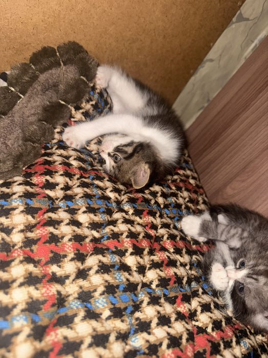 Котята бесплатно