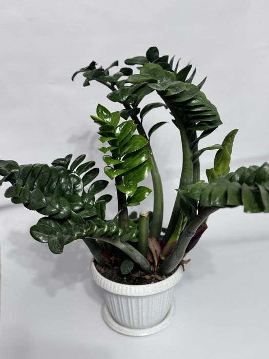 Домашние растение