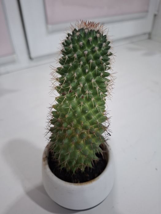 Продам цветок Кактус