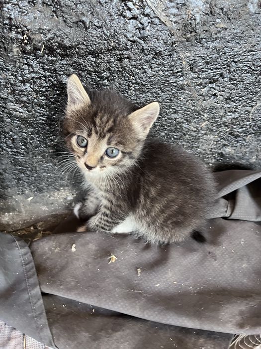 Отдам котят в добрые хорошие руки