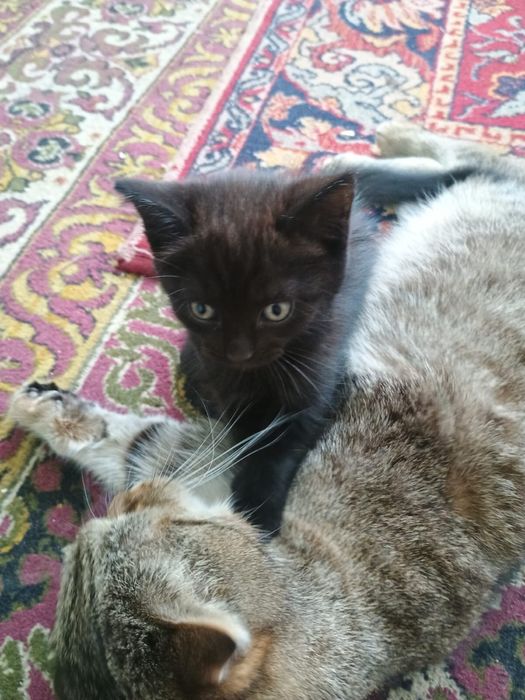 Отдам котят в добрые руки