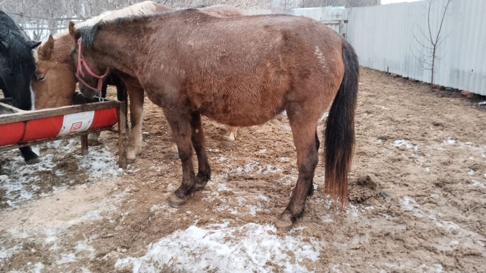 Продам лошадей 2 кобылы жеребые