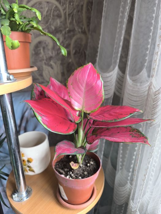 Продам Аглонему.