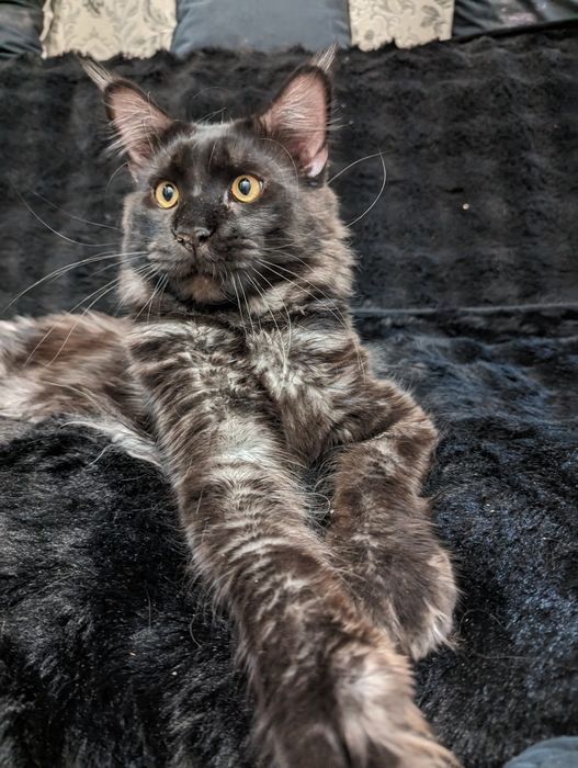 Мейн Кун Полидакт Каспи рассрочка