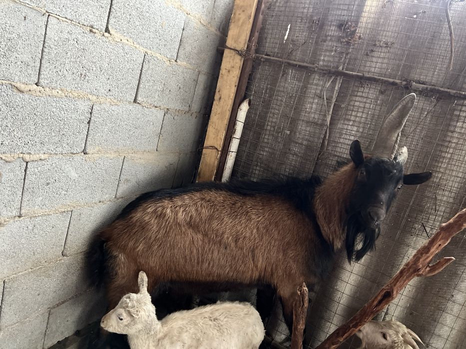 Теке сатылады 150мын тенге