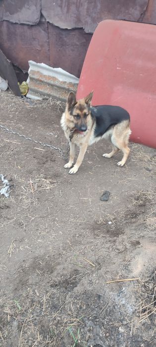 Немецкая овчарка.