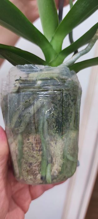 Продам Орхидею "Карпкои"