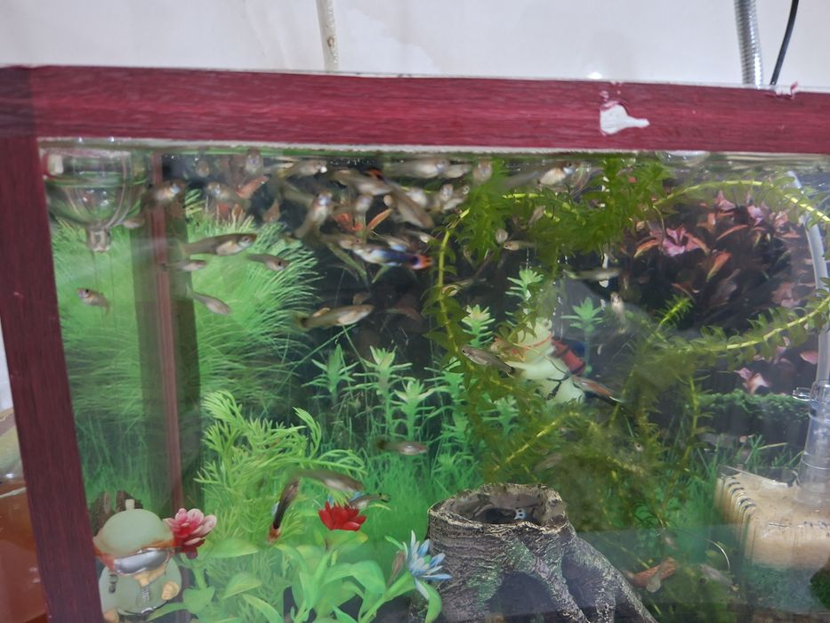 Продаются рыбки гуппи