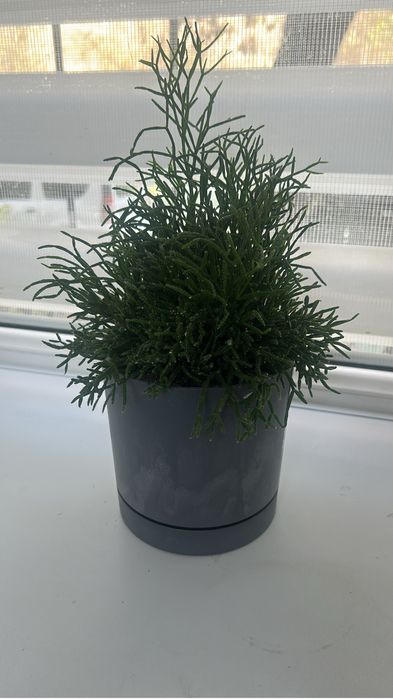 Уход за комнатами растениями