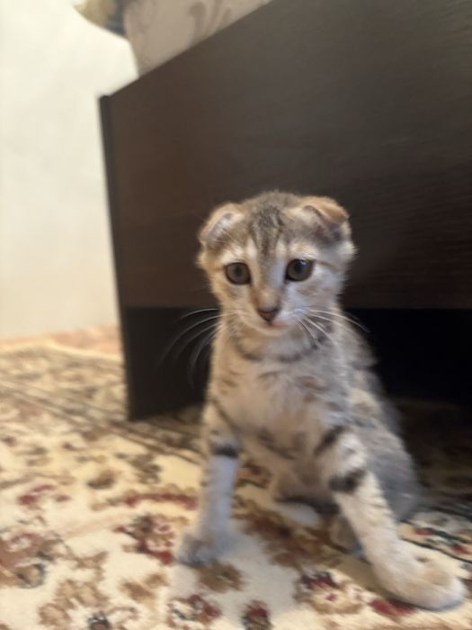 Кошки 3 месяц,кошки 3 месяц