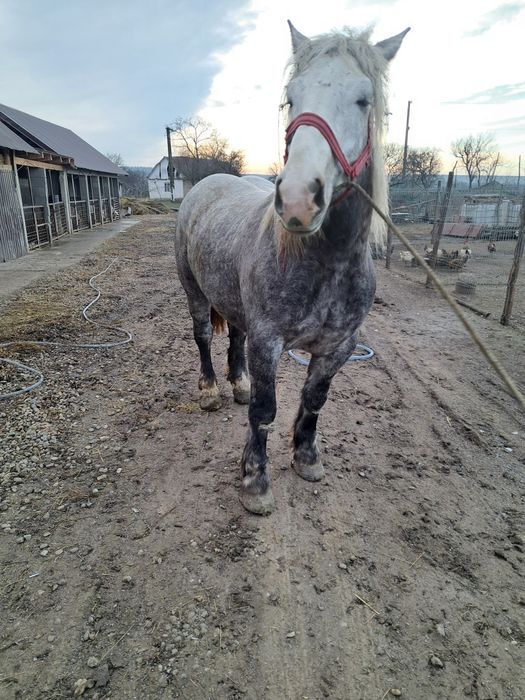 Vand iapa de 4 ani foarte buna la caruta