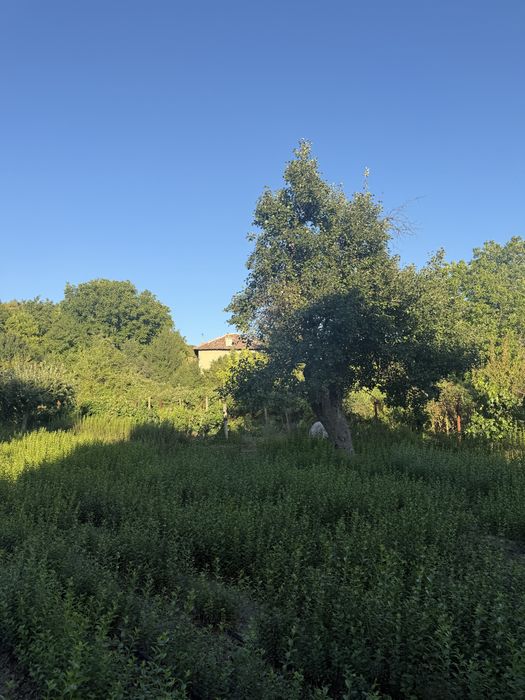 Лигуструм - височина средно 0,60 см