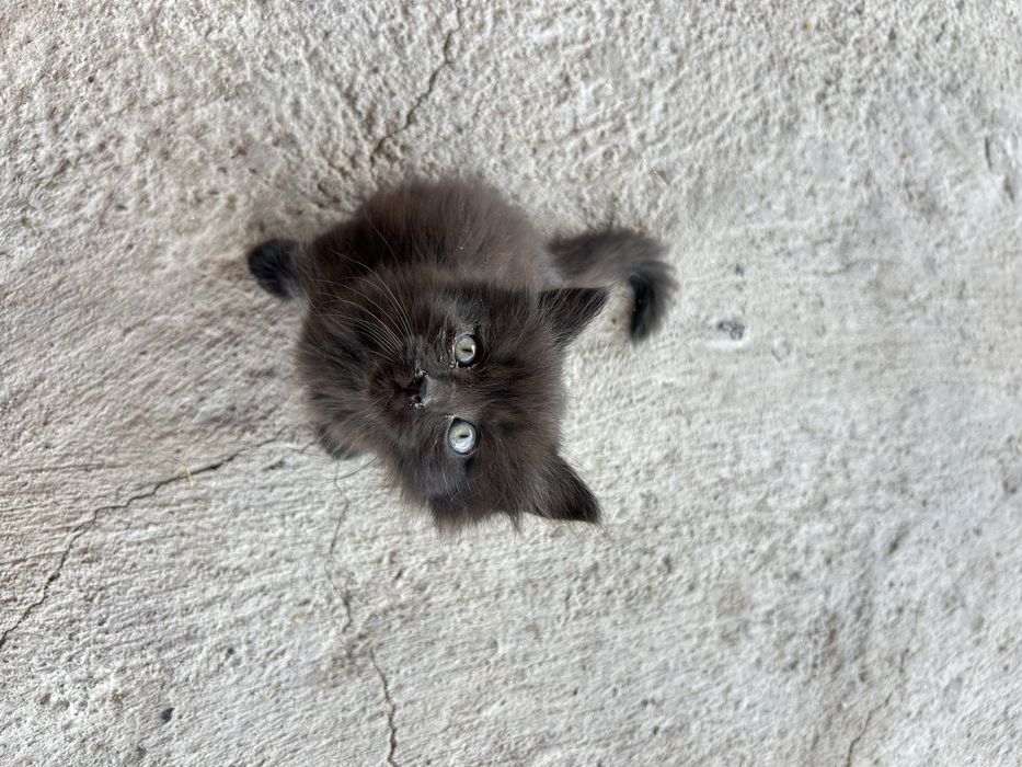 Котенок гр Алматы