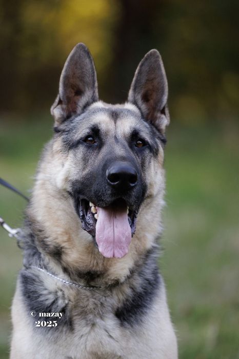 Щенки с документами