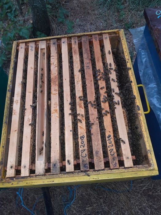 Miere floare soarelui !