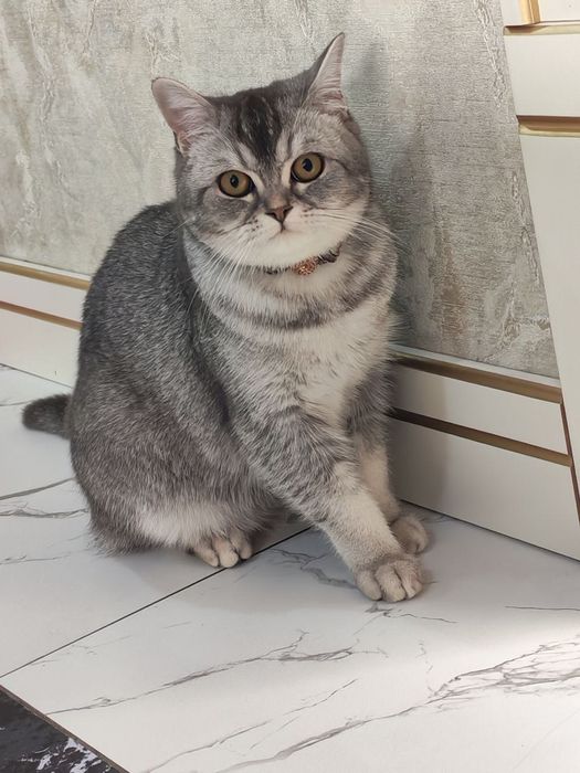 Serebristiy shinshila qiz bola 11 oyli