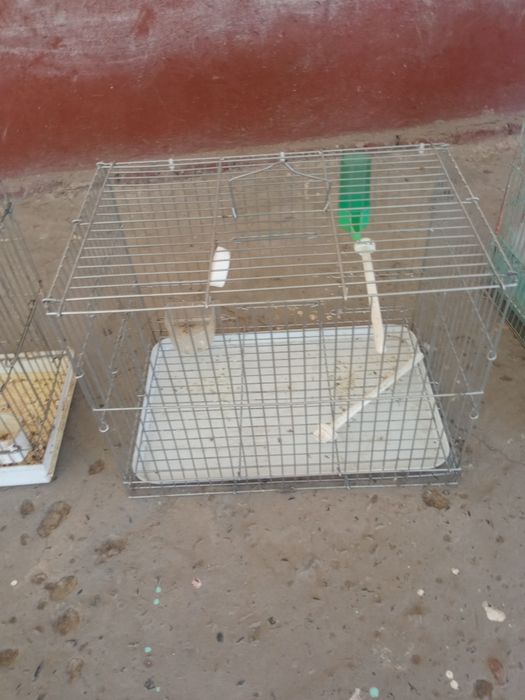 Qafas, chertmala xammasini bittada sotaman.