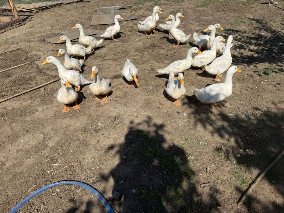 Rațe pekin de vânzare și gâște touse