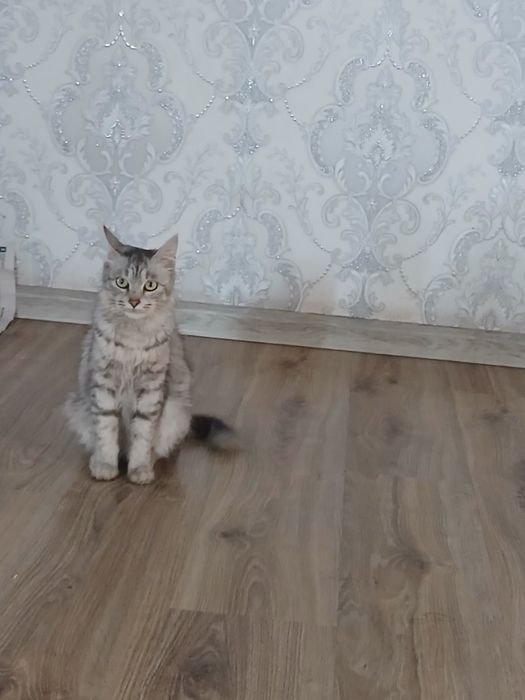 Продаю кошку девочка