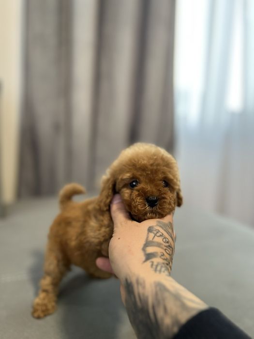 Пудел той Pudlle toy