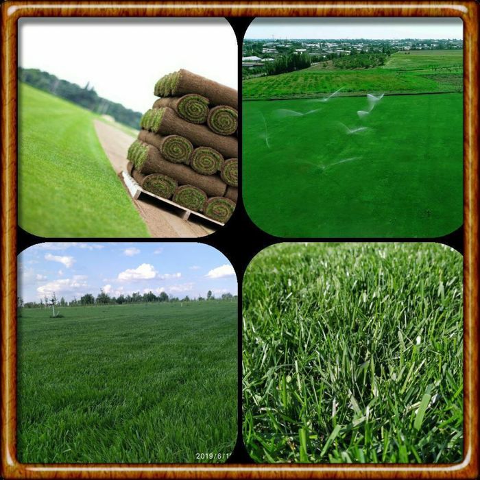 Газон-автополив озиление