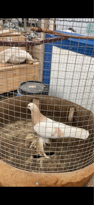 Голуби сочиха, жучка, сизая, тасманка.