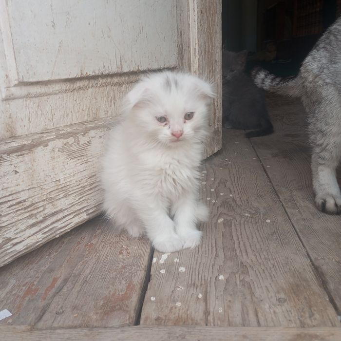 Шотландский мушуклар сотилади