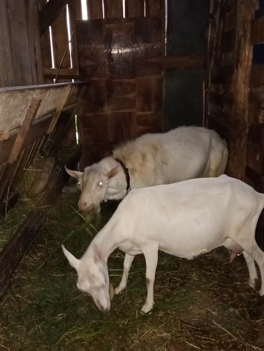 Țap Sannen rasă Olandeză