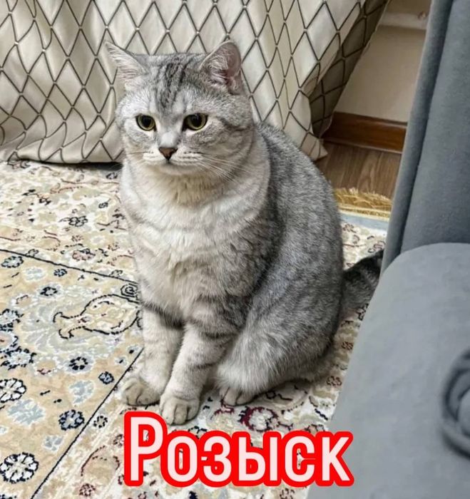 Пропал любимый кот