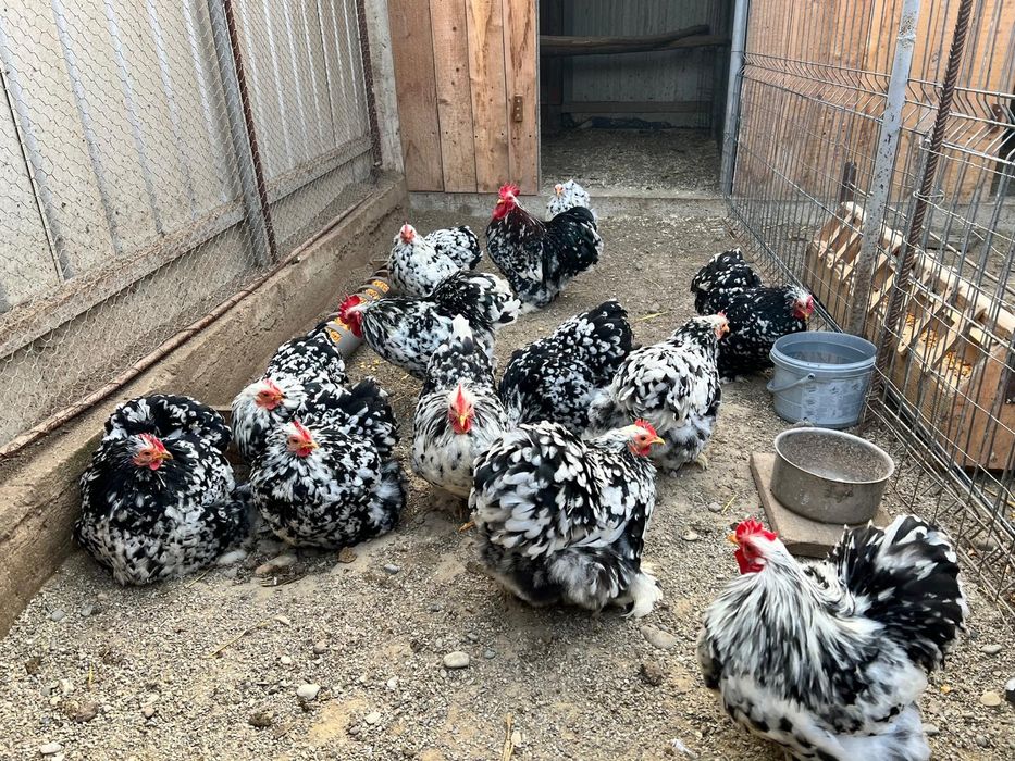 Vând Cochinchina pitic