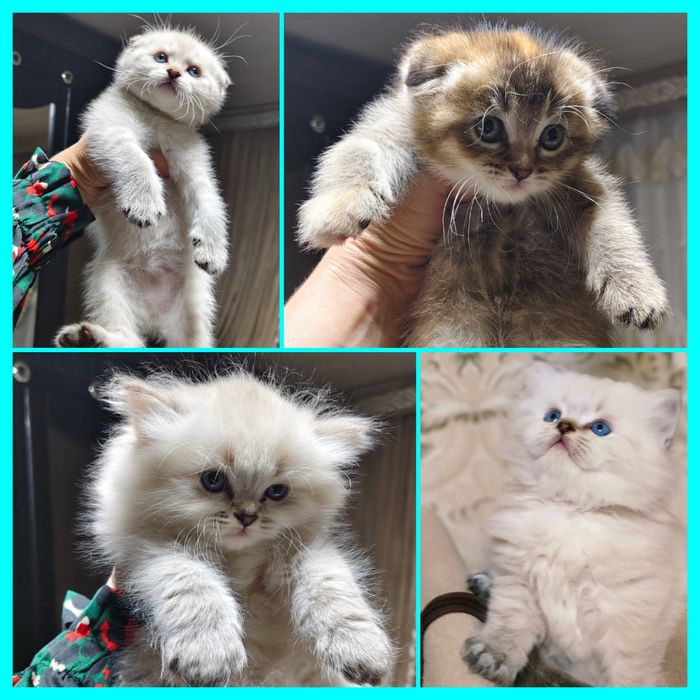 Вязка кота Скоттиш Страйт Хайленд Поинт