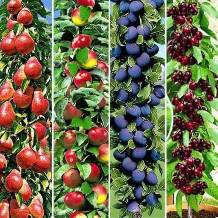 Pomi fructiferi columnari calitate