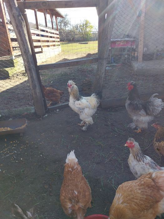 Gaini motate oua pentru incubat